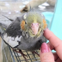 最新画像更新✨甘えん坊すぎてごめんなさい♡かわいすぎる！！オカメインコのヒナ(ノーマル)❤️