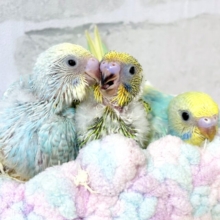 雪解けとともにやってきてくれましたセキセイインコのひなちゃんズ⛄️🐥⸒⸒☀️