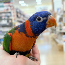 【最新画像更新🪄ひとり餌・カゴデビューしました‪☆】ハッピー！ラッキー！！キラキラバード🦜🪅ゴシキセイガイインコ ヒナ