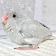 マメルリハ  ダイリュートモーブ  男の子  💐･.｡*･.｡*