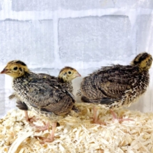 並ウズラ  (＊ﾟ◇ﾟ)🐥🐥🐥3羽〜