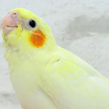 【最新画像更新🪄】もっこ〜りふわふわちゃん🐣🫧オカメインコ(ルチノーパール) ヒナ