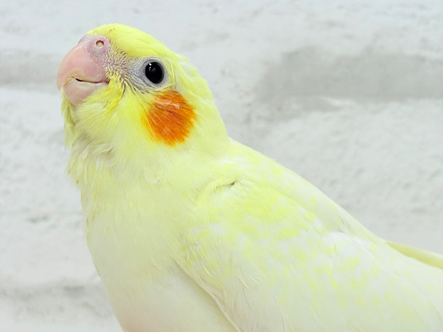 【最新画像更新🪄】もっこ〜りふわふわちゃん🐣🫧オカメインコ(ルチノーパール) ヒナ 【最新画像更新🪄】もっこ〜りふわふわちゃん🐣🫧オカメインコ(ルチノーパール) ヒナ