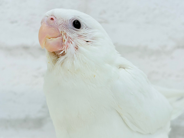 【最新画像更新🪄】純白天使がやって来た🐥🍼🤍オカメインコ(ピュアホワイト) ヒナ 【最新画像更新🪄】純白天使がやって来た🐥🍼🤍オカメインコ(ピュアホワイト) ヒナ