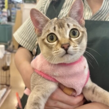 甘々タイムの破壊力が凄まじい♥シンガプーラくん！