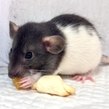 ファンシーラット 白×黒  男の子  ‎🤍🐭🖤⟡.·
