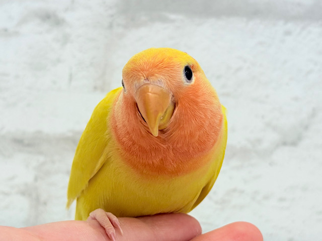 【最新画像更新🪄】ビビットカラー💛太陽サンサン🐣🔆コザクラインコ(ルチノーオパーリン) ヒナ 【最新画像更新🪄】ビビットカラー💛太陽サンサン🐣🔆コザクラインコ(ルチノーオパーリン) ヒナ