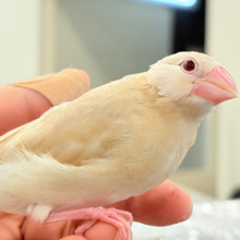 【最新画像更新🪄】ホットひと息ミルクティ☕️｡oOクリーム添え🐣🍼シナモン文鳥 ヒナ