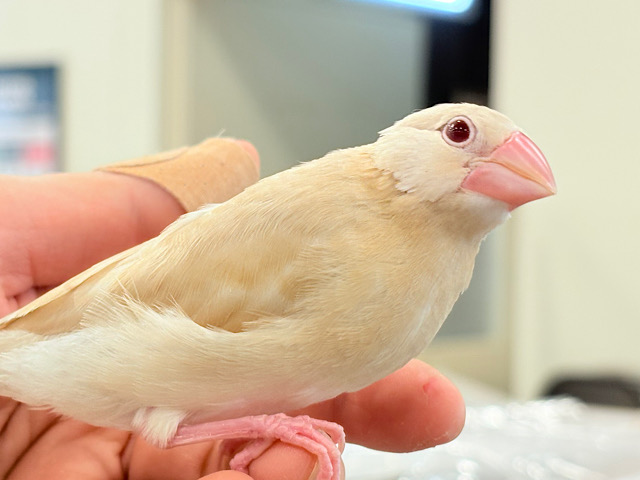 【最新画像更新🪄】ホットひと息ミルクティ☕️。oOクリーム添え🐣🍼シナモン文鳥 ヒナ 【最新画像更新🪄】ホットひと息ミルクティ☕️。oOクリーム添え🐣🍼シナモン文鳥 ヒナ