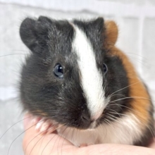 イングリッシュモルモット 3色  女の子  ‪🐹‎🤍🖤⟡.*