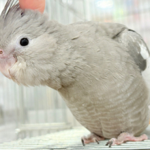 【最新画像・動画更新🪄ひとり餌になりました‪☆】今は可愛い恐竜さん🐣おとなになったらかっこいい恐竜さん🐥オカメインコ(ホワイトフェイス) ヒナ