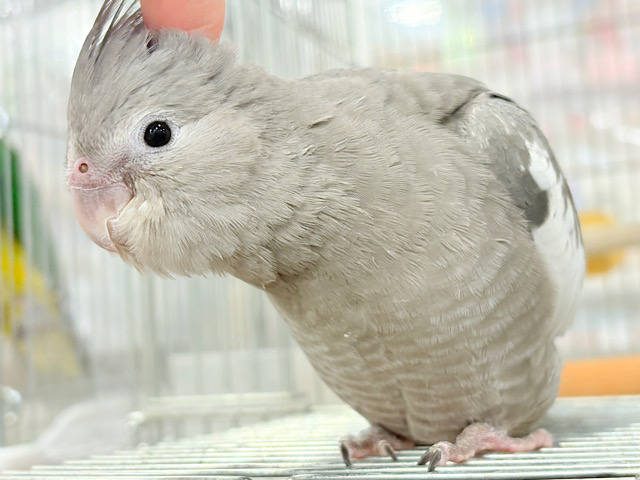 【最新画像・動画更新🪄ひとり餌になりました☆】今は可愛い恐竜さん🐣おとなになったらかっこいい恐竜さん🐥オカメインコ(ホワイトフェイス) ヒナ 【最新画像・動画更新🪄ひとり餌になりました☆】今は可愛い恐竜さん🐣おとなになったらかっこいい恐竜さん🐥オカメインコ(ホワイトフェイス) ヒナ