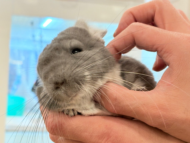 【最新画像・動画更新🪄】抱っこなでなでOK🙆♀️可愛さと美しさW盛り🐭💖チンチラ(バイオレット) 女の子 【最新画像・動画更新🪄】抱っこなでなでOK🙆♀️可愛さと美しさW盛り🐭💖チンチラ(バイオレット) 女の子