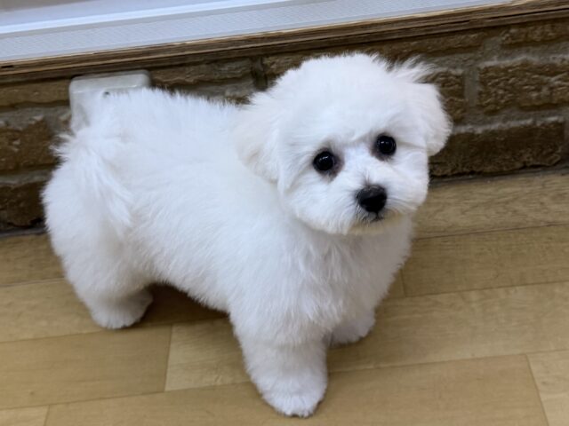 ふわふわBOY💗おもちゃ大好きまん🐾ビションフリーゼの男のコきました〜🌟