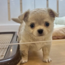ぼく…困ってないよ？？チワワくん！