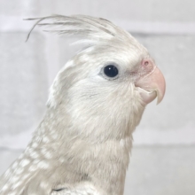 オカメインコ  ホワイトフェイスシナモンパール 🤎🫧‪𓈒𓏸︎︎︎︎✨.ﾟ･
