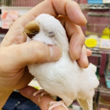最新オキナ動画・最新画像あります☆真っ白な体に澄んだ赤目の可愛いコ！オキナインコのアルビノ！