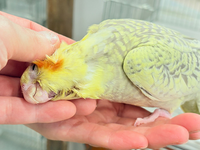 【最新画像・動画更新🪄】背中の模様が宝石みたい💎.*オカメインコ(シナモンパールパイド) ヒナ 【最新画像・動画更新🪄】背中の模様が宝石みたい💎.*オカメインコ(シナモンパールパイド) ヒナ