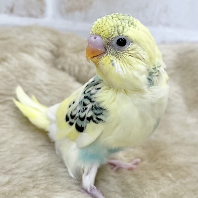 レモンとミント🍋🌿🩵 セキセイインコ(レインボーパイド) レモンとミント🍋🌿🩵 セキセイインコ(レインボーパイド)