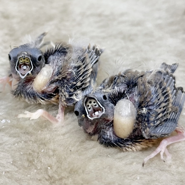 ぱやぱや〜🐣💓 キンカチョウ(ノーマル) ぱやぱや〜🐣💓 キンカチョウ(ノーマル)