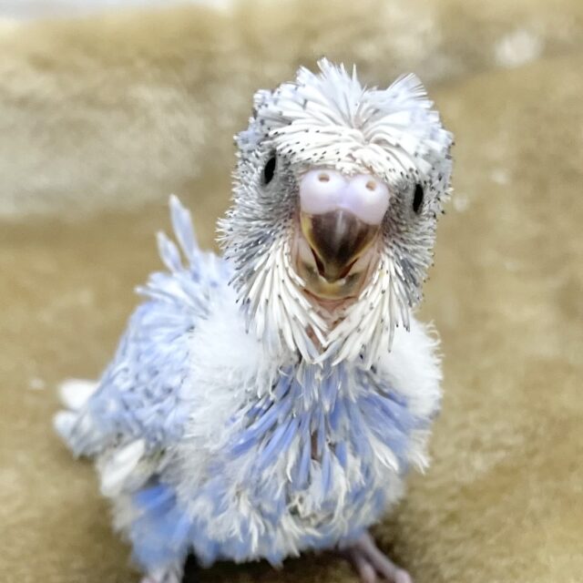 自慢の前髪育ててます💇✨ 梵天セキセイインコ(ブルースパングル) 自慢の前髪育ててます💇✨ 梵天セキセイインコ(ブルースパングル)