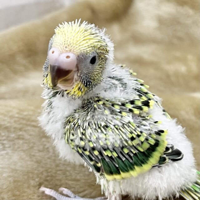 定番人気のグリーンカラー🎶🍀 セキセイインコ(オパーリン) 定番人気のグリーンカラー🎶🍀 セキセイインコ(オパーリン)