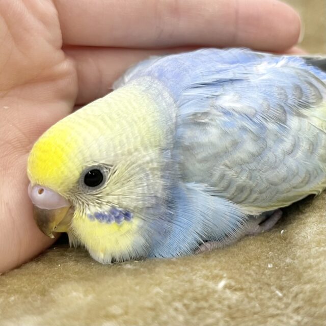 かわかわレインボー💕🌈 セキセイインコ(パステルレインボー) かわかわレインボー💕🌈 セキセイインコ(パステルレインボー)