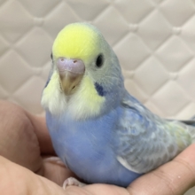 雨上がり☀️光差すソラ☀️✨セキセイインコ(レインボー/2026年1月生まれ)