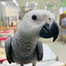 ヨウムさんの登場です！！！🔥🔥🔥🔥