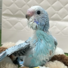 空に奏でて🫧️️️️️️⛅️煌めくICY🍨🥄♬⋆.˚セキセイインコ(ブルーオパーリン/2026年1月生まれ)
