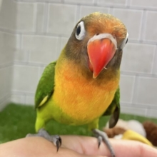 ✨最新画像✨将来はおしゃれなマフラーが！？　キエリボタンインコ