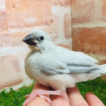 銀色に輝くシルバー文鳥さんがやってきましたよ～✨✨