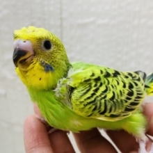 控えめカッパさん🥒💕個性輝くセキセイインコのオパーリン❗️