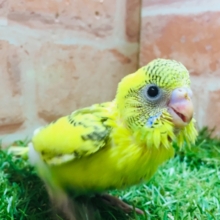 黄ハルクインカラーのセキセイちゃんがやってきましたよ～💛💛💛💛　セキセイインコ