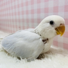 見るたび惹かれる💜淡くてｶﾜｲｲ🤍🫧コザクラインコ