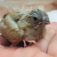 定番人気のミニミニ怪獣ちゃんが襲来⁉⁉　キンカチョウ（フォーン）