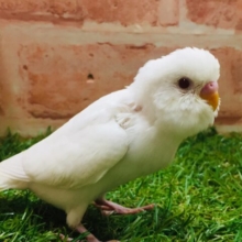 大人気カラー✨✨✨　アルビノセキセイちゃんがやってきましたよ～🎵🎵　セキセイインコ
