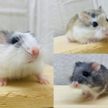 あと1匹🌟もふもふ仲間に入れてくださいな💞お顔の可愛いロボロフスキーハムスター🐹