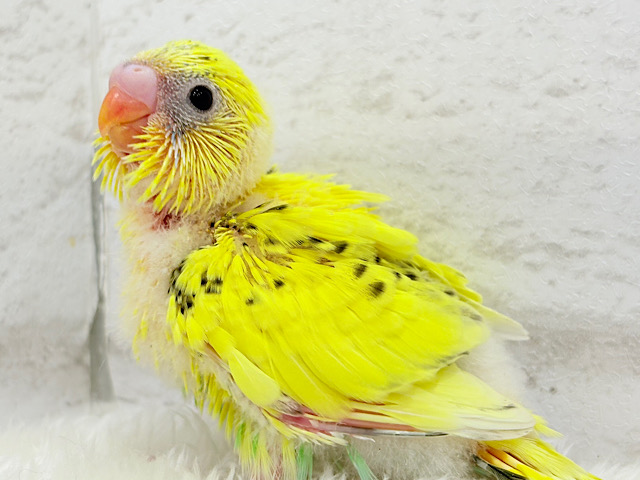のりたまちゃんとピクニック🐣🍱🌷セキセイインコ(黄色ハルクイン) ヒナ のりたまちゃんとピクニック🐣🍱🌷セキセイインコ(黄色ハルクイン) ヒナ