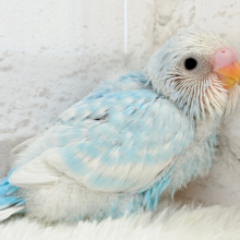 スッキリ爽やか青空カラー🩵セキセイインコ(スパングル) ヒナ
