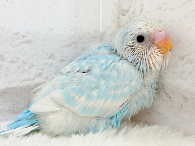 スッキリ爽やか青空カラー🩵セキセイインコ(スパングル) ヒナ スッキリ爽やか青空カラー🩵セキセイインコ(スパングル) ヒナ