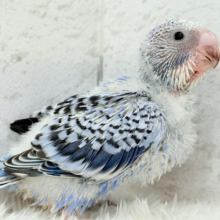 もぎたて摘みたて甘々ブドウ🍇セキセイインコ(オパーリン) ヒナ