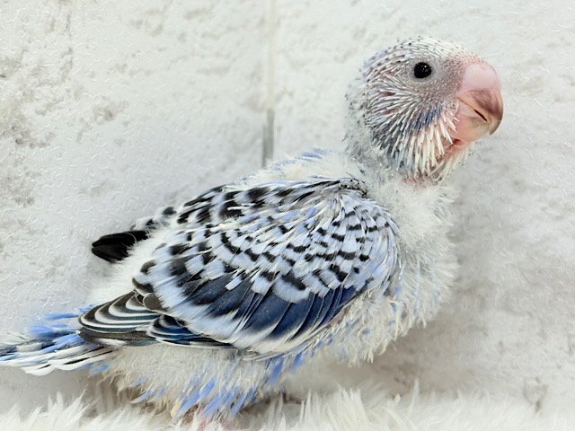 もぎたて摘みたて甘々ブドウ🍇セキセイインコ(オパーリン) ヒナ もぎたて摘みたて甘々ブドウ🍇セキセイインコ(オパーリン) ヒナ