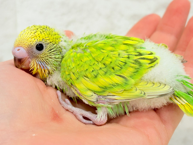 甘える準備出来てます♡セキセイインコ(スパングル) ヒナ 甘える準備出来てます♡セキセイインコ(スパングル) ヒナ