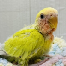 ☀️おひさまカラーの甘えん坊💕コザクラインコのゴールデンチェリー❗️