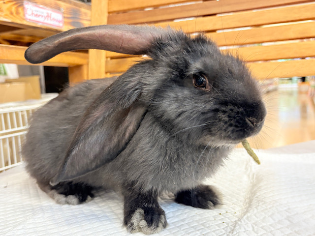 【動画更新🪄】BIGBABY🐰🍼優しさの塊ちゃん♡フレミッシュジャイアント(ブラック) 女の子 【動画更新🪄】BIGBABY🐰🍼優しさの塊ちゃん♡フレミッシュジャイアント(ブラック) 女の子