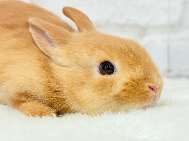 【最新画像・動画更新🪄】僕の可愛さは世界1だよ🐰👑🧡ネザーランドドワーフ(オレンジ) 男の子 【最新画像・動画更新🪄】僕の可愛さは世界1だよ🐰👑🧡ネザーランドドワーフ(オレンジ) 男の子