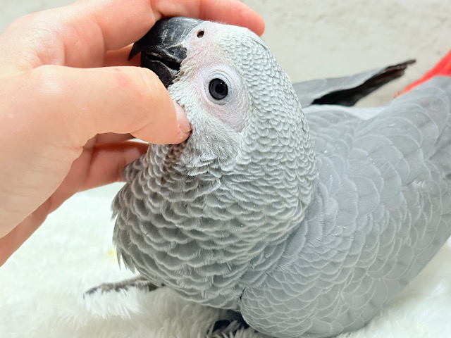 【最新画像更新🪄もうすぐひとり餌☆】極上の甘さに要注意🦜💖ヨウム(男の子) 【最新画像更新🪄もうすぐひとり餌☆】極上の甘さに要注意🦜💖ヨウム(男の子)
