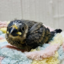 ちょこっと入る白がチャームポイント💓桜文鳥🌸