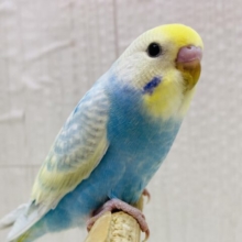 最新画像有ります❗️✨キラキラシャボン玉🫧透明感溢れるセキセイインコやって来た🙌
